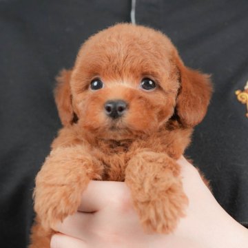 トイプードル(トイ)【群馬県・女の子・2025年10月18日・レッド】の写真「両親犬見学可能🐶ブリーダーアワード群馬県1位🌟」