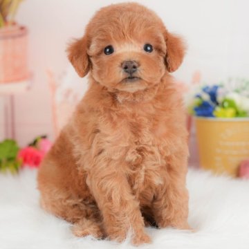 トイプードル(トイ)【群馬県・女の子・2025年10月3日・レッド】の写真「両親犬見学可能🐶ブリーダーアワード群馬県1位🌟」