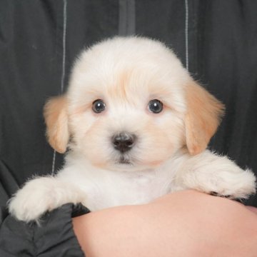 マルプー(マルチーズ×トイプードル)【群馬県・男の子・2025年10月25日・アプリコット】の写真「両親犬見学可能🐶ブリーダーアワード群馬県1位🌟」