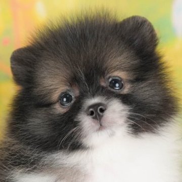 ポメラニアン【群馬県・男の子・2025年7月25日・パーティー】の写真「両親犬見学可能🐶ブリーダーアワード群馬県1位🌟」
