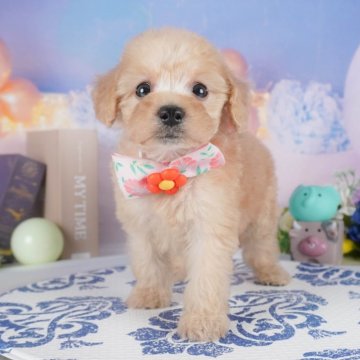 トイプードル(トイ)【群馬県・女の子・2025年3月15日・アプリコット】の写真「両親犬見学可能🐶ブリーダーアワード群馬県1位🌟」