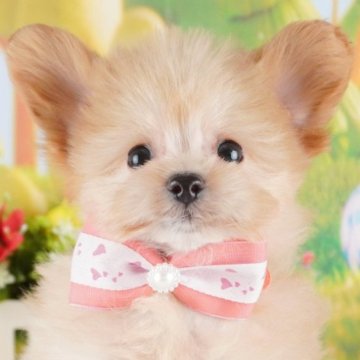 ポメプー(ポメラニアン×トイプードル)【群馬県・女の子・2025年1月12日・クリーム】の写真「両親犬見学可能🐶ブリーダーアワード群馬県1位🌟」