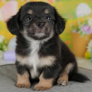 チワックス(チワワ×ダックスフンド)【群馬県・男の子・2025年7月2日・ブラックタン】の写真「両親犬見学可能🐶ブリーダーアワード群馬県1位🌟」