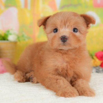ポメプー(ポメラニアン×トイプードル)【群馬県・女の子・2025年8月24日・レッド】の写真「両親犬見学可能🐶ブリーダーアワード群馬県1位🌟」