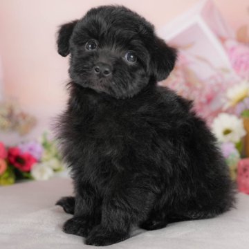 ポメプー(ポメラニアン×トイプードル)【群馬県・男の子・2025年8月24日・ブラック】の写真「両親犬見学可能🐶ブリーダーアワード群馬県1位🌟」