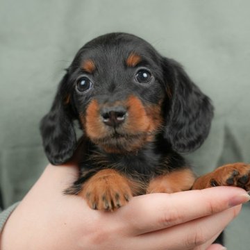 ミニチュアダックスフンド(ロング)【群馬県・女の子・2025年10月5日・ブラック&タン】の写真「両親犬見学可能🐶ブリーダーアワード群馬県1位🌟」