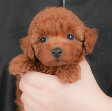 トイプードル(トイ)【群馬県・女の子・2025年9月23日・レッド】の写真「両親犬見学可能🐶ブリーダーアワード群馬県1位🌟」