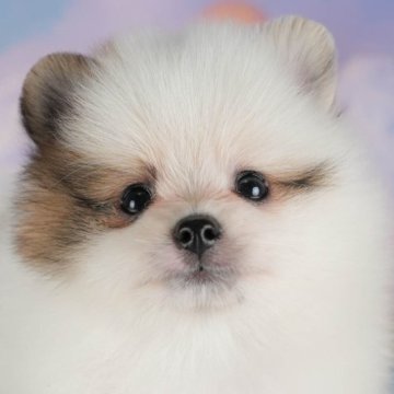 ポメラニアン【群馬県・男の子・2025年6月24日・パーティ】の写真「お客様評価ランキング群馬県1位🌟評価数も1番👑」