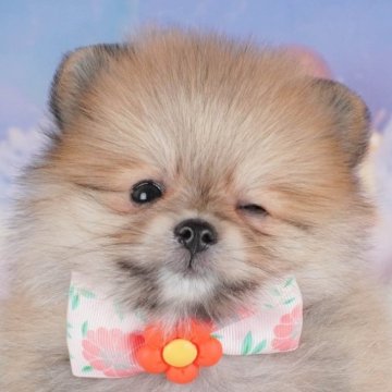 ポメラニアン【群馬県・女の子・2025年3月17日・オレンジ】の写真「両親犬見学可能🐶ブリーダーアワード群馬県1位🌟」
