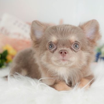 チワワ(ロング)【群馬県・女の子・2025年7月8日・イザベラタン】の写真「両親犬見学可能🐶ブリーダーアワード群馬県1位🌟」