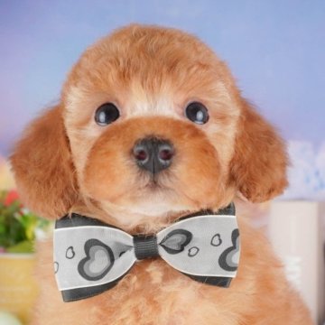 トイプードル(トイ)【群馬県・男の子・2025年4月14日・レッド】の写真「🐶ブリーダーアワード群馬県1位🌟掲載数1番👑」