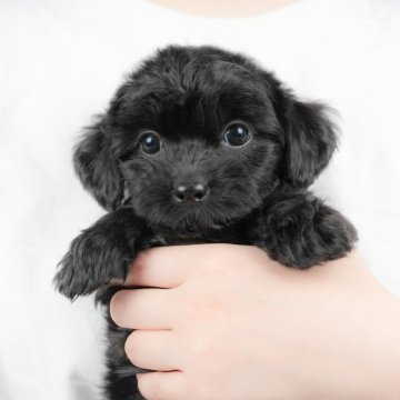 チワプー(チワワ×トイプードル)【群馬県・女の子・2025年8月25日・ブラック】の写真「両親犬見学可能🐶ブリーダーアワード群馬県1位🌟」