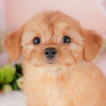 チワプー(チワワ×トイプードル)【群馬県・女の子・2025年8月25日・レッド】の写真「両親犬見学可能🐶ブリーダーアワード群馬県1位🌟」