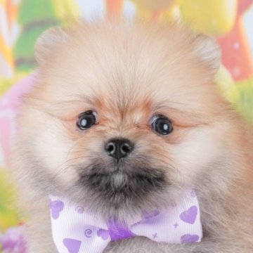 ポメラニアン【群馬県・男の子・2024年12月13日・オレンジ】の写真「両親犬見学可能🐶ブリーダーアワード群馬県1位🌟」