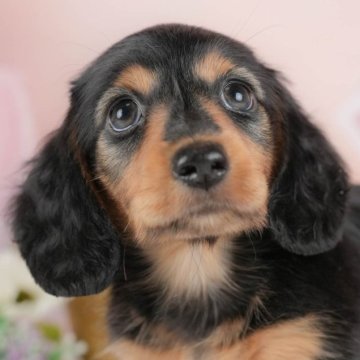 ミニチュアダックスフンド(ロング)【群馬県・男の子・2025年8月22日・ブラック&タン】の写真「両親犬見学可能🐶ブリーダーアワード群馬県1位🌟」