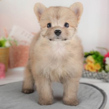 ポメプー(ポメラニアン×トイプードル)【群馬県・女の子・2025年8月24日・フォーン】の写真「両親犬見学可能🐶ブリーダーアワード群馬県1位🌟」