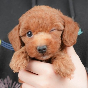 トイプードル(トイ)【群馬県・男の子・2025年9月30日・レッド】の写真「両親犬見学可能🐶ブリーダーアワード群馬県1位🌟」