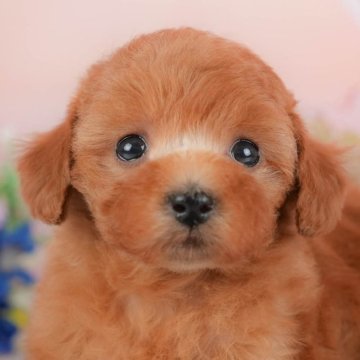 トイプードル(トイ)【群馬県・女の子・2025年9月23日・レッド】の写真「両親犬見学可能🐶ブリーダーアワード群馬県1位🌟」
