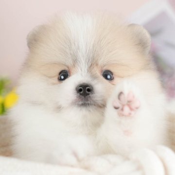 ポメラニアン【群馬県・男の子・2025年8月4日・パーティー】の写真「両親犬見学可能🐶ブリーダーアワード群馬県1位🌟」