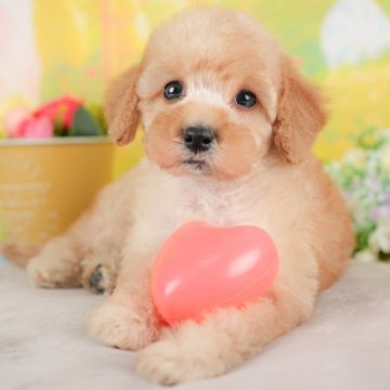 トイプードル(トイ)【群馬県・女の子・2025年9月30日・アプリコット】の写真「両親犬見学可能🐶ブリーダーアワード群馬県1位🌟」