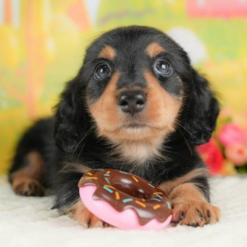 ミニチュアダックスフンド(ロング)【群馬県・男の子・2025年8月22日・ブラック&タン】の写真「両親犬見学可能🐶ブリーダーアワード群馬県1位🌟」