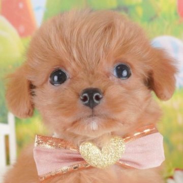 チワプー(チワワ×トイプードル)【群馬県・男の子・2024年12月27日・レッド】の写真「両親犬見学可能🐶ブリーダーアワード群馬県1位🌟」