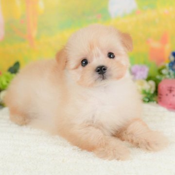 ポメプー(トイプードル×ポメラニアン)【群馬県・男の子・2025年8月16日・アプリコット】の写真「両親犬見学可能🐶ブリーダーアワード群馬県1位🌟」