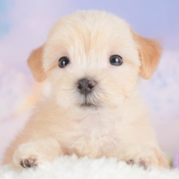 マルプー(マルチーズ×トイプードル)【群馬県・男の子・2025年8月1日・アプリコット】の写真「両親犬見学可能🐶ブリーダーアワード群馬県1位🌟」