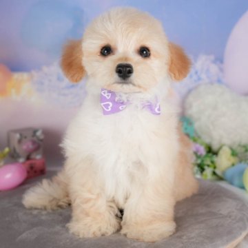チワプー(チワワ×トイプードル)【群馬県・男の子・2025年3月24日・アプリコット】の写真「🐶ブリーダーアワード群馬県1位🌟掲載数1番👑」