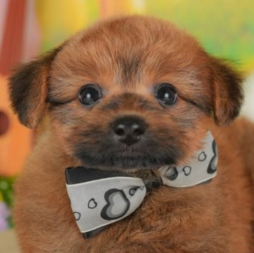 ポメプー(ポメラニアン×トイプードル)【群馬県・男の子・2025年5月1日・レッド】の写真「お客様評価ランキング群馬県1位🌟評価数も1番👑」