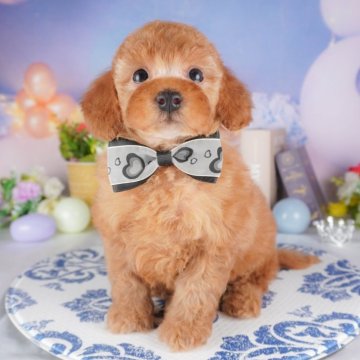 トイプードル(トイ)【群馬県・男の子・2025年4月14日・レッド】の写真「🐶ブリーダーアワード群馬県1位🌟掲載数1番👑」