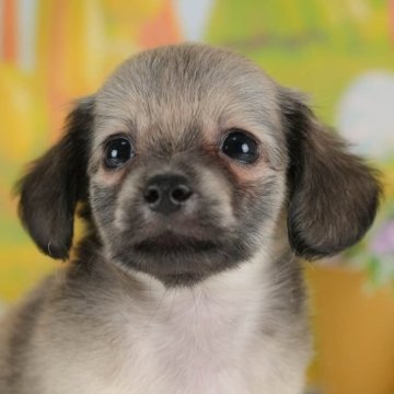 チワックス(チワワ×ダックスフンド)【群馬県・女の子・2025年7月2日・フォーン】の写真「両親犬見学可能🐶ブリーダーアワード群馬県1位🌟」