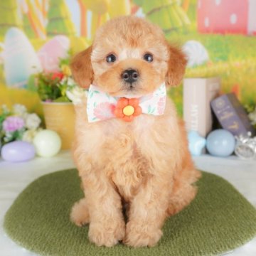 トイプードル(トイ)【群馬県・女の子・2025年4月14日・レッド】の写真「🐶ブリーダーアワード群馬県1位🌟掲載数1番👑」