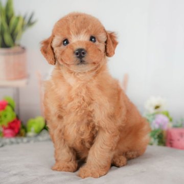 トイプードル(トイ)【群馬県・女の子・2025年8月17日・レッド】の写真「両親犬見学可能🐶ブリーダーアワード群馬県1位🌟」
