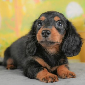 ミニチュアダックスフンド(ロング)【群馬県・男の子・2025年8月28日・ブラックタン】の写真「両親犬見学可能🐶ブリーダーアワード群馬県1位🌟」