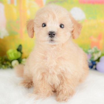 マルプー(マルチーズ×トイプードル)【群馬県・男の子・2025年8月22日・アプリコット】の写真「両親犬見学可能🐶ブリーダーアワード群馬県1位🌟」