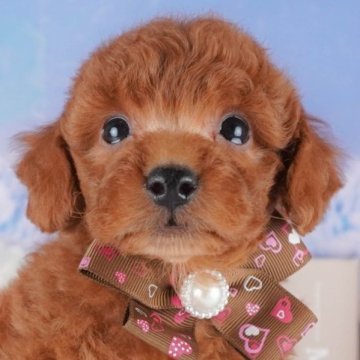 トイプードル(トイ)【群馬県・男の子・2025年3月9日・レッド】の写真「🐶ブリーダーアワード群馬県1位🌟掲載数1番👑」
