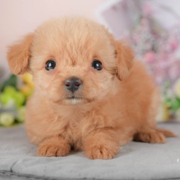 チワプー(チワワ×トイプードル)【群馬県・女の子・2025年8月15日・アプリコット】の写真「両親犬見学可能🐶ブリーダーアワード群馬県1位🌟」