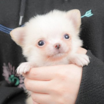 チワワ(ロング)【群馬県・男の子・2025年9月30日・クリーム】の写真「両親犬見学可能🐶ブリーダーアワード群馬県1位🌟」