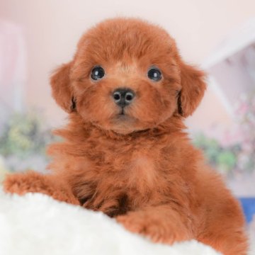 トイプードル(トイ)【群馬県・男の子・2025年8月8日・レッド】の写真「両親犬見学可能🐶ブリーダーアワード群馬県1位🌟」