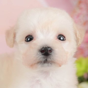 ビションプー(ビションフリーゼ×トイプードル)【群馬県・女の子・2025年9月18日・クリーム】の写真「両親犬見学可能🐶ブリーダーアワード群馬県1位🌟」