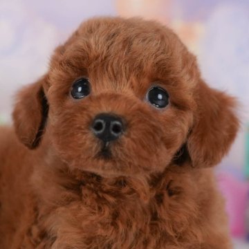 トイプードル(トイ)【群馬県・男の子・2025年7月7日・レッド】の写真「両親犬見学可能🐶ブリーダーアワード群馬県1位🌟」