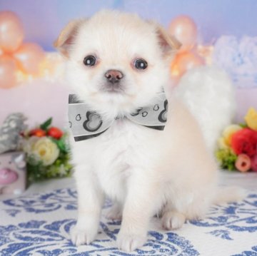 チワワ(ロング)【群馬県・男の子・2025年4月12日・クリーム&ホワイト】の写真「両親犬見学可能🐶ブリーダーアワード群馬県1位🌟」