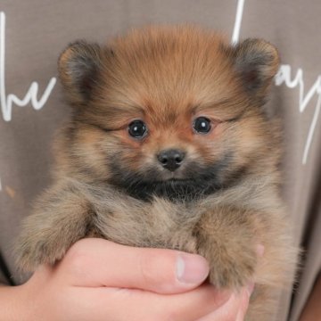 ポメラニアン【群馬県・男の子・2025年10月14日・オレンジセーブル】の写真「両親犬見学可能🐶ブリーダーアワード群馬県1位🌟」