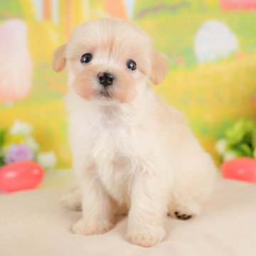 ミックス(マルチーズ×ミックス)【群馬県・女の子・2025年9月17日・クリーム】の写真「両親犬見学可能🐶ブリーダーアワード群馬県1位🌟」