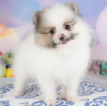 ポメラニアン【群馬県・男の子・2025年7月25日・パーティー】の写真「両親犬見学可能🐶ブリーダーアワード群馬県1位🌟」