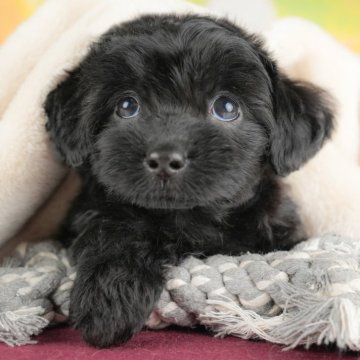 チワプー(チワワ×トイプードル)【群馬県・女の子・2025年8月25日・ブラック】の写真「両親犬見学可能🐶ブリーダーアワード群馬県1位🌟」