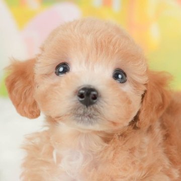 ビションプー(ビションフリーゼ×トイプードル)【群馬県・女の子・2025年8月6日・アプリコット】の写真「両親犬見学可能🐶ブリーダーアワード群馬県1位🌟」