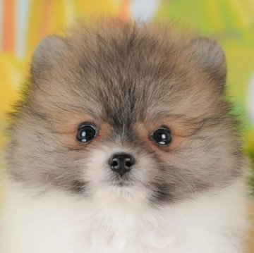 ポメラニアン【群馬県・男の子・2025年7月13日・パーティ】の写真「両親犬見学可能🐶ブリーダーアワード群馬県1位🌟」