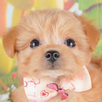 チワプー(チワワ×トイプードル)【群馬県・女の子・2025年1月19日・レッド】の写真「両親犬見学可能🐶ブリーダーアワード群馬県1位🌟」
